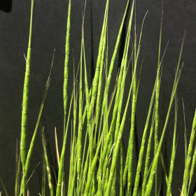Aegilops cylindrica Spike