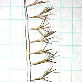 Bouteloua aristidoides Spike