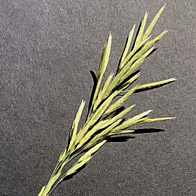 Awned Spikelets