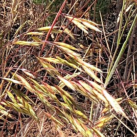 Bromus japonicus Dry Patch