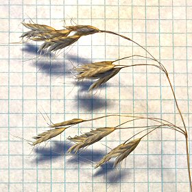 Dry Seedhead