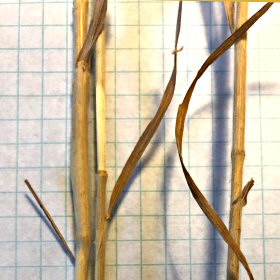 Stems and Leaves