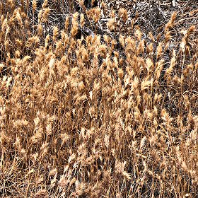 Field of Bromus rubens