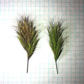 Two Panicles, Reddish and Greenish