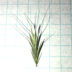 Awned Spikelet