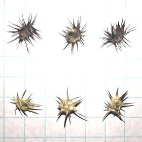 Sandbur Comparisons
