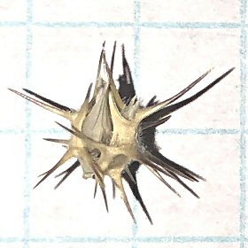 Sandbur Comparisons