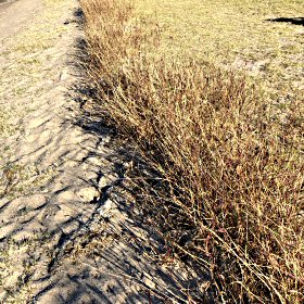 Weedy Mat Sandbur