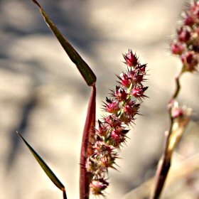 Mat Sandbur Seedhead
