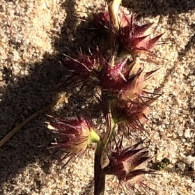 Coastal Sandbur Seedhead