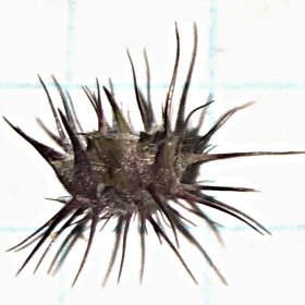 A single Spikelet