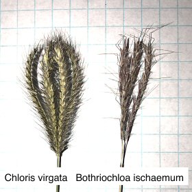 Comparison with Yellow Bluestem