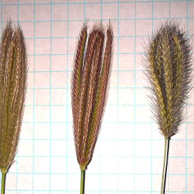 Reddish panicles
