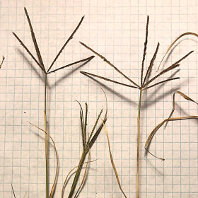 Bermudagrass Seedheads