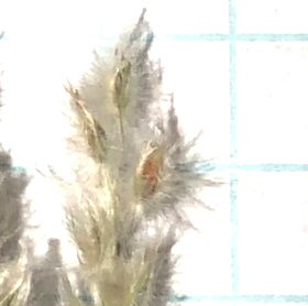 Cottontop Seedheads