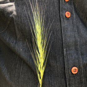 One Spike of Squirreltail