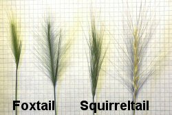 <em>Hordeum jubatum</em> and <em>Elymus elymoides</em> Compared