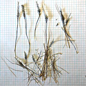 Whose Dry Plants