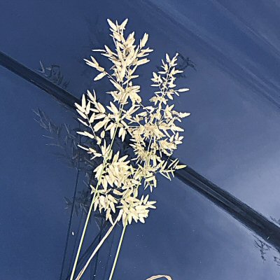 Stinkgrass