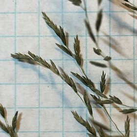 Crowded Spikelets