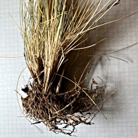 Roots of Needle and Thread