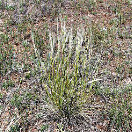 Another View of Needle and Thread