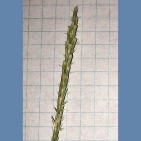 Hilaria jamesii Spike-like Seedhead