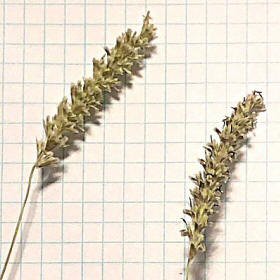 Hilaria mutica Spike