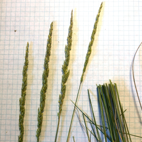 Koeleria macrantha Spike-like Seedhead