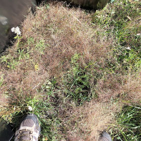 Annual Muhly