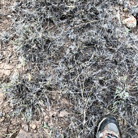 Old Matted Growth