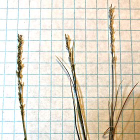 Mat Muhly Spike