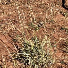 Dry Inflorescences