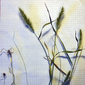 Plant and Roots