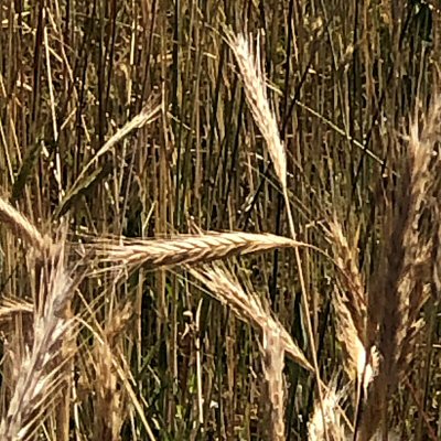 Dry Rye
