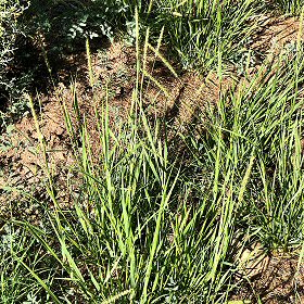 Field view of Setaria macrostachya or Plains Bristlegrass