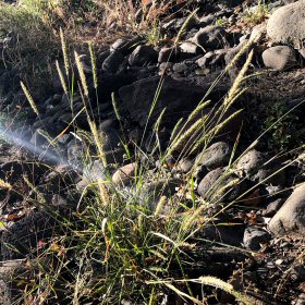 Plains Bristlegrass