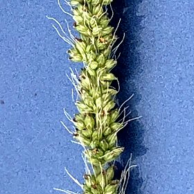 Red Inflorescence