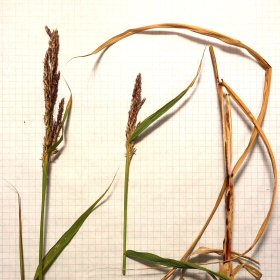 Closer View of the Seedheads