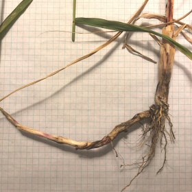 Large Rhizome