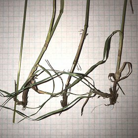 Close View of Roots