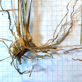 Bulbous Roots